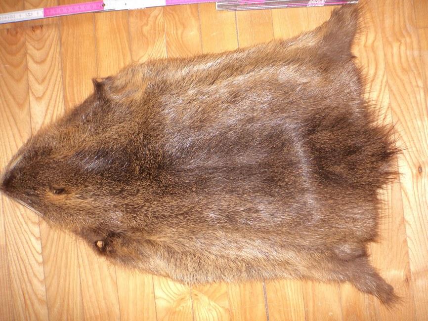 Aplata