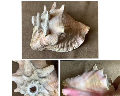Conque26 4
