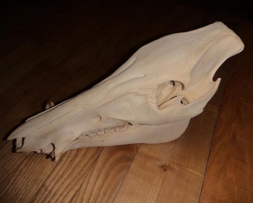Sanglier complet 3 